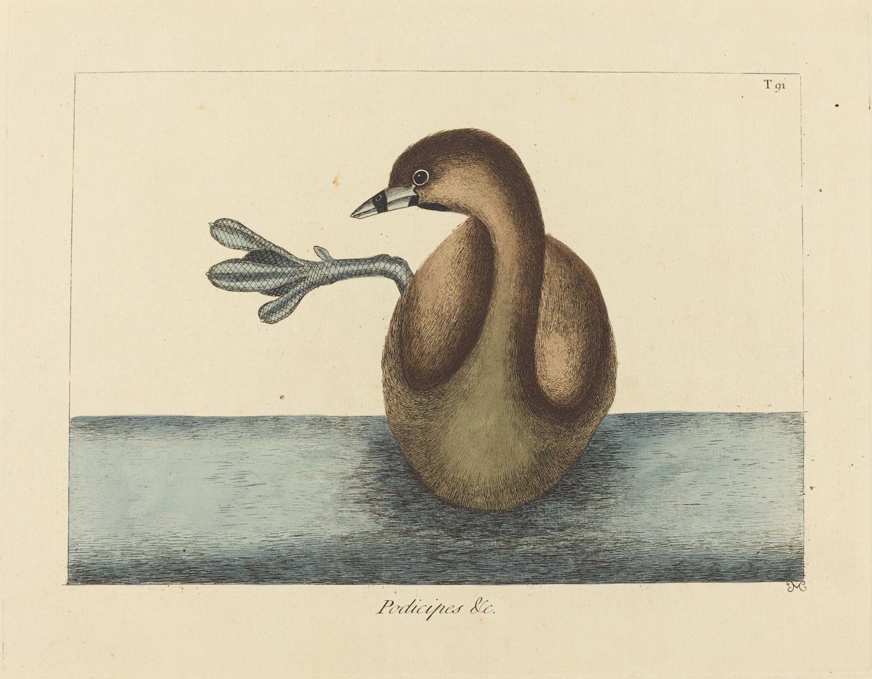 The Pied-billed Dobchick (Colymbus podiceps) by Mark Catesby