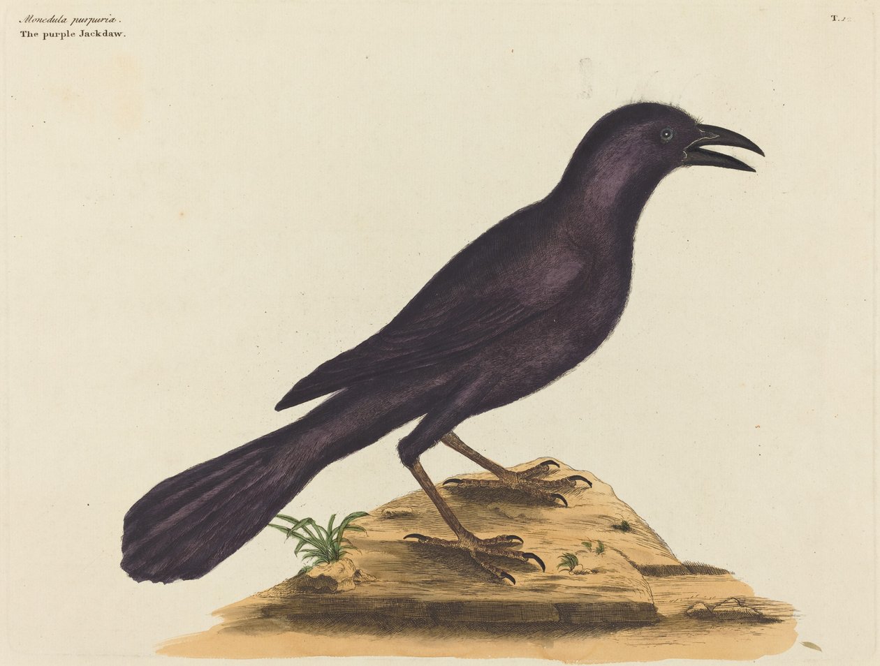 The Purple Jack Daw by Mark Catesby