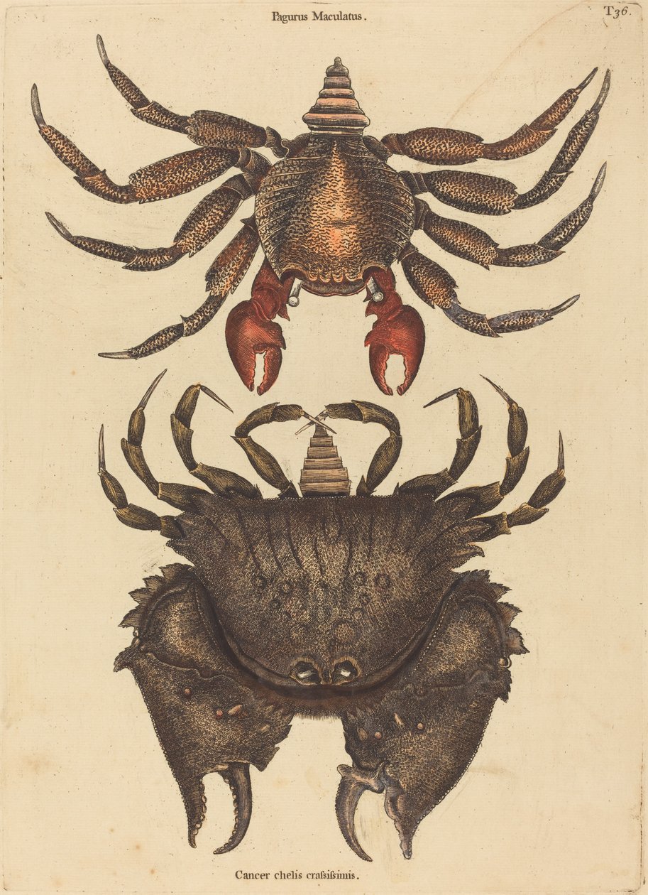 The Red Mottled Rock-crab by Mark Catesby