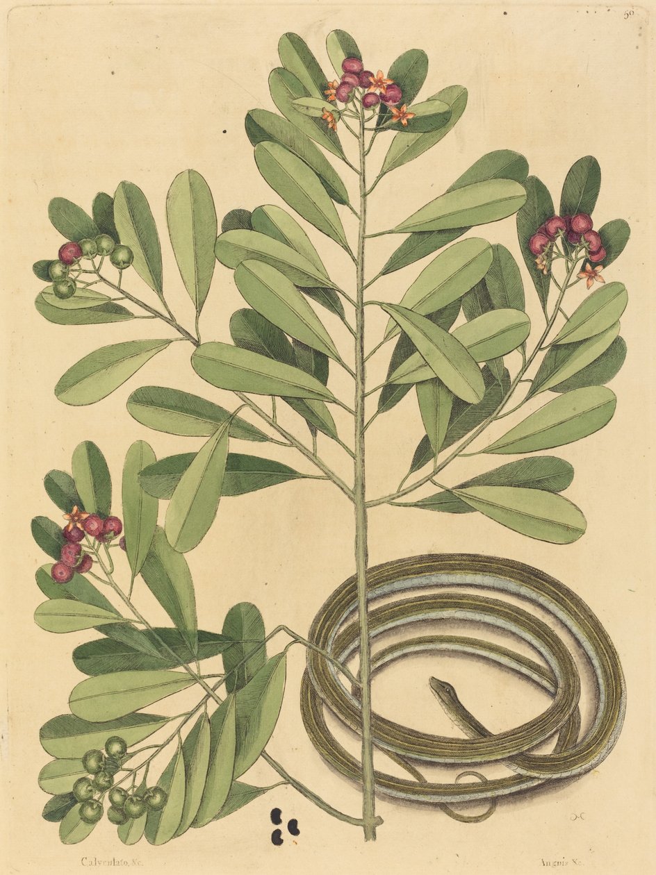 The Ribbon Snake Coluber Saurita, published 1731-1743 by Mark Catesby