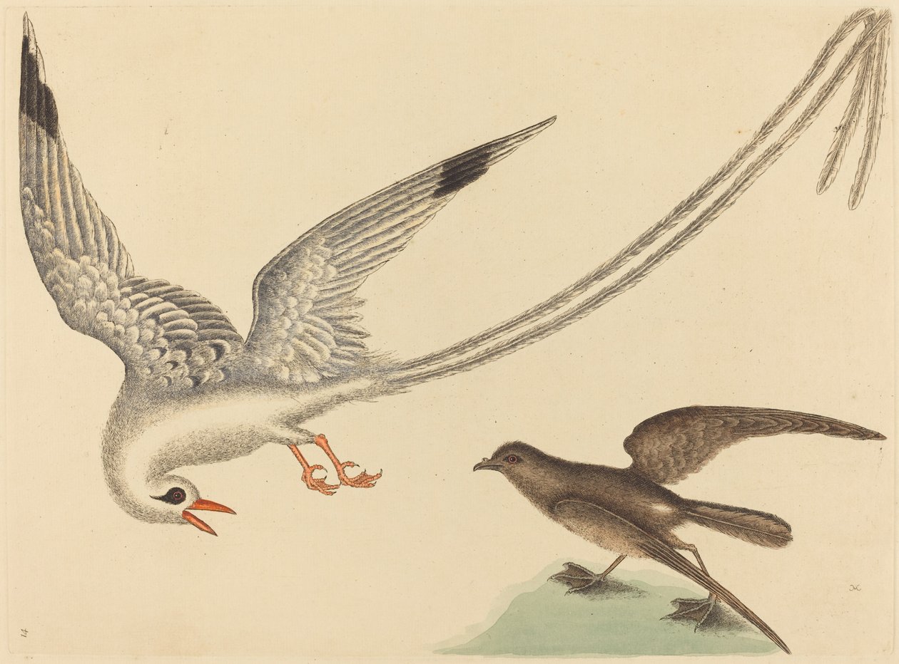 The Rice-bird (Emberiza oryzivora) by Mark Catesby
