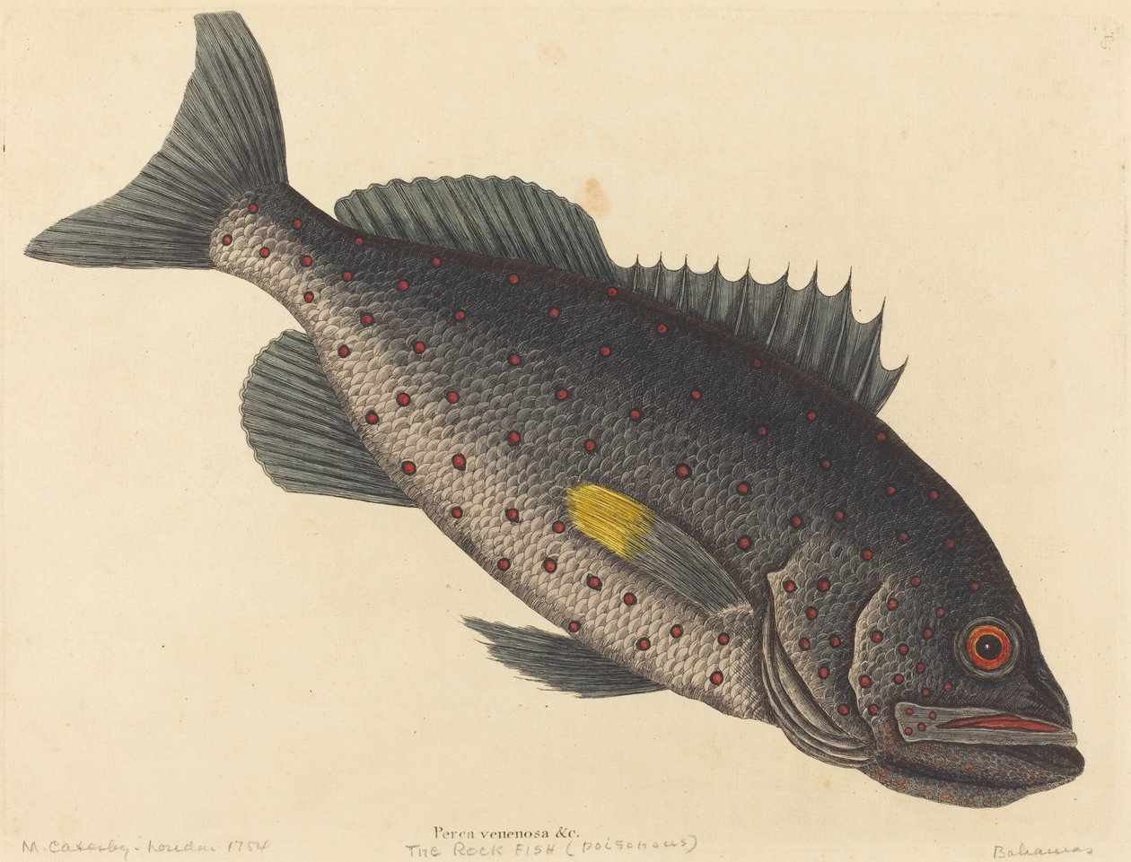 The Rock Fish by Mark Catesby: Premium art reproduction