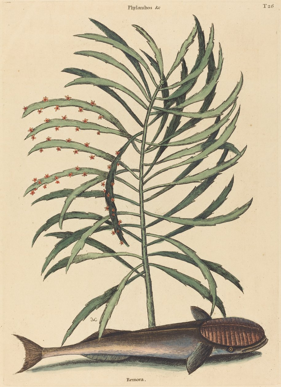 The Sucking Fish by Mark Catesby