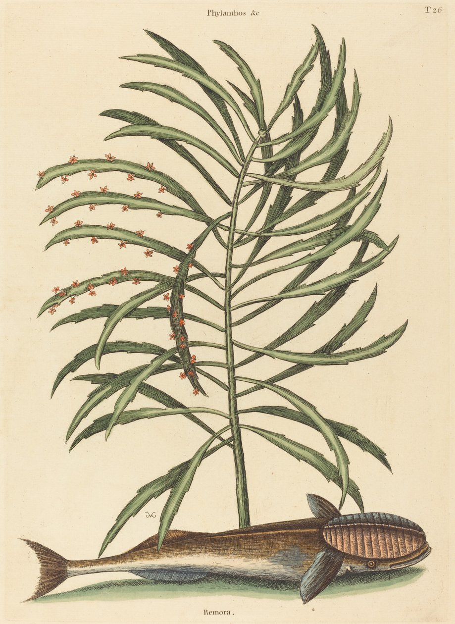 The Sucking Fish Echeneis naucratis, published 1731-1743 by Mark Catesby