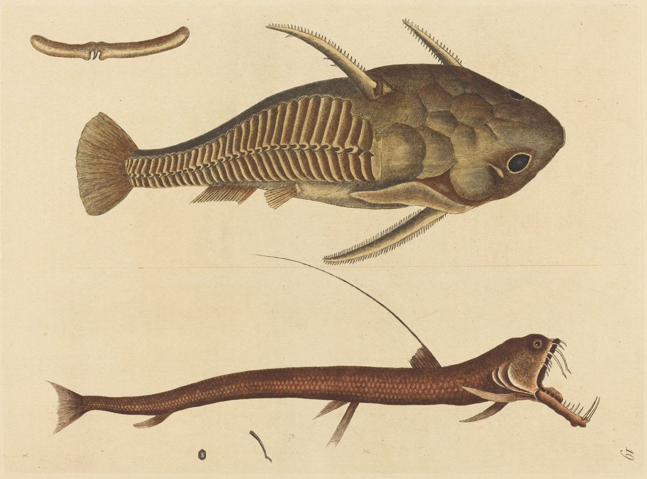 The Viper-mouth Silurus cataphractus, published 1731-1743 by Mark Catesby