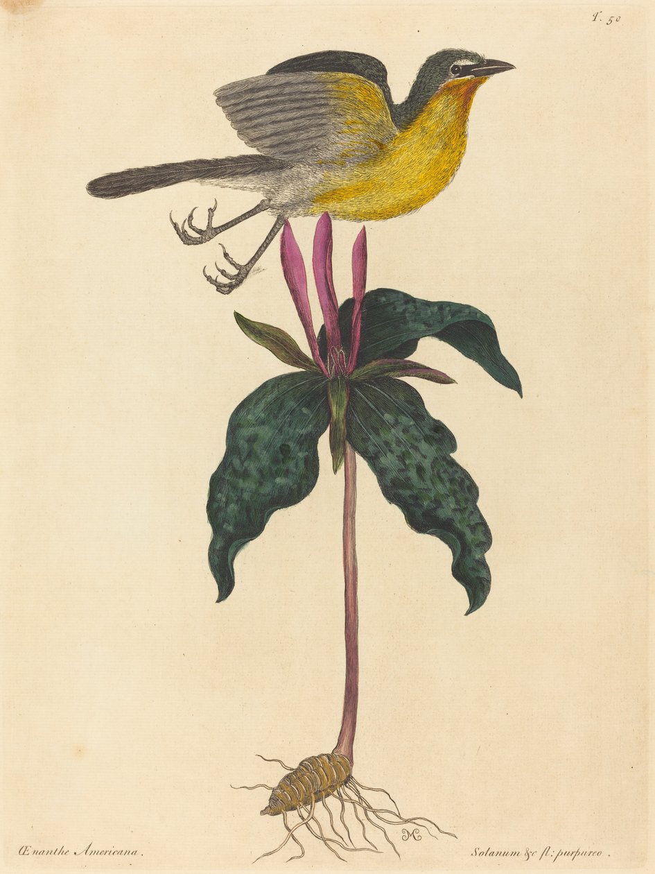 The Yellow-breasted Chat, published 1754 by Mark Catesby