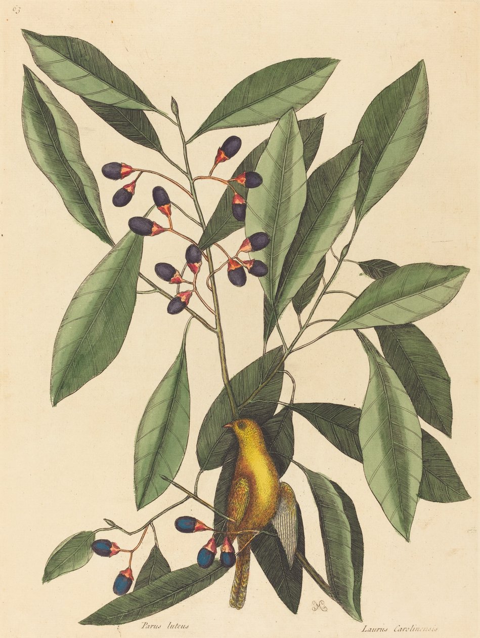 The Yellow Titmouse by Mark Catesby