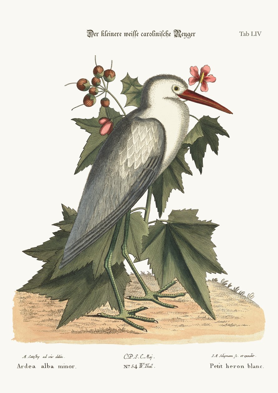 The Little White Heron, 1749-73 by Mark Catesby