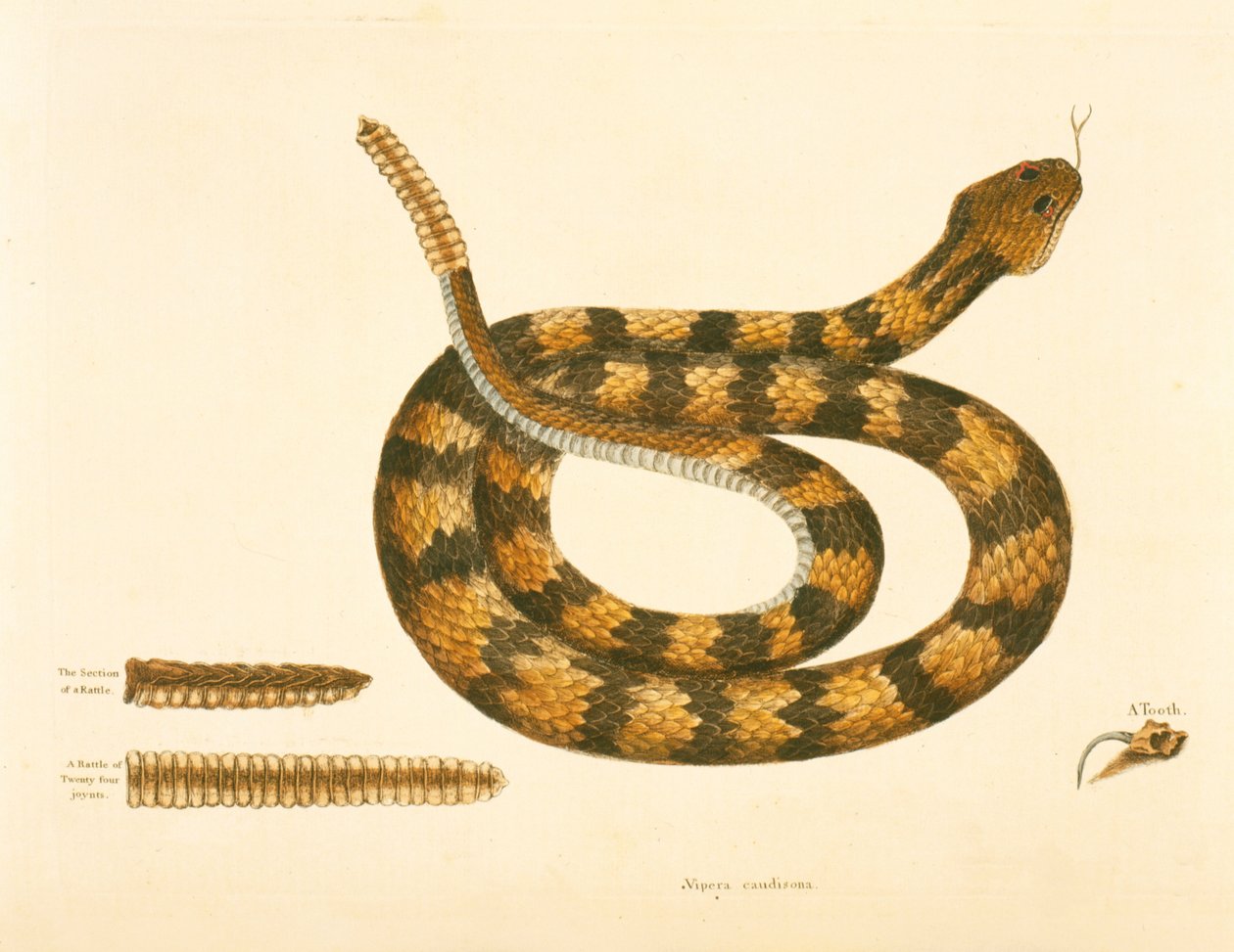 Viper Caudison Snake, Rattlesnake, Plate 41, Vol. 1, from the 