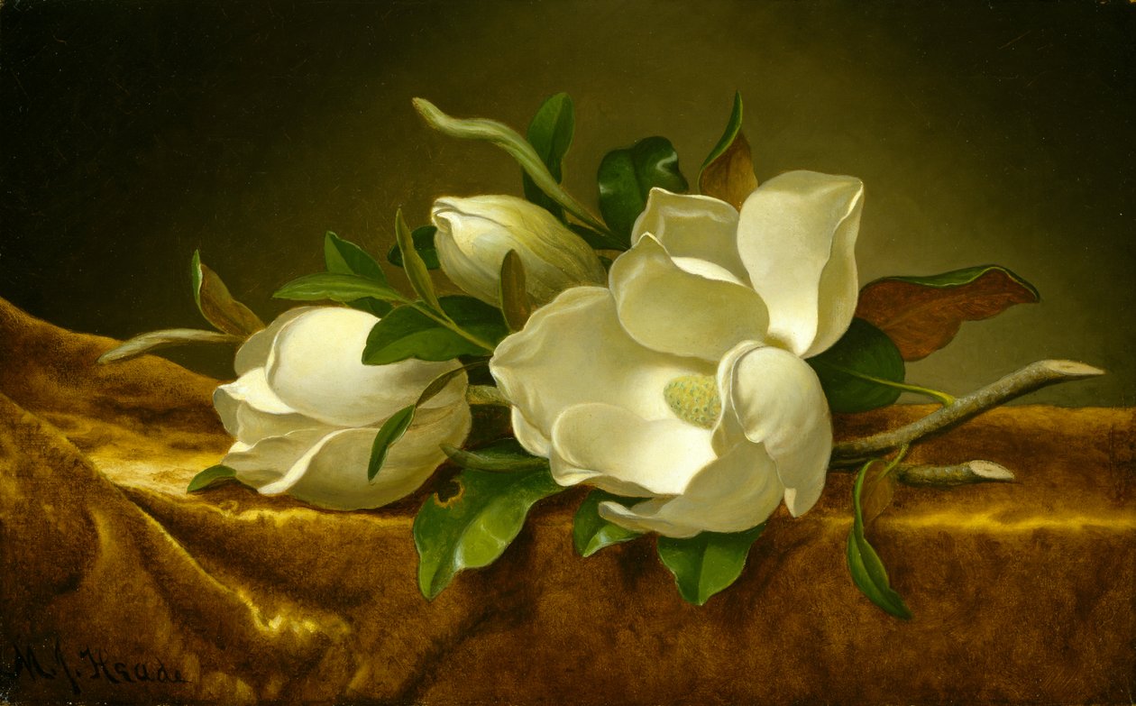 Magnolias on Gold Velvet Cloth, c.1888-90 by Martin Johnson Heade