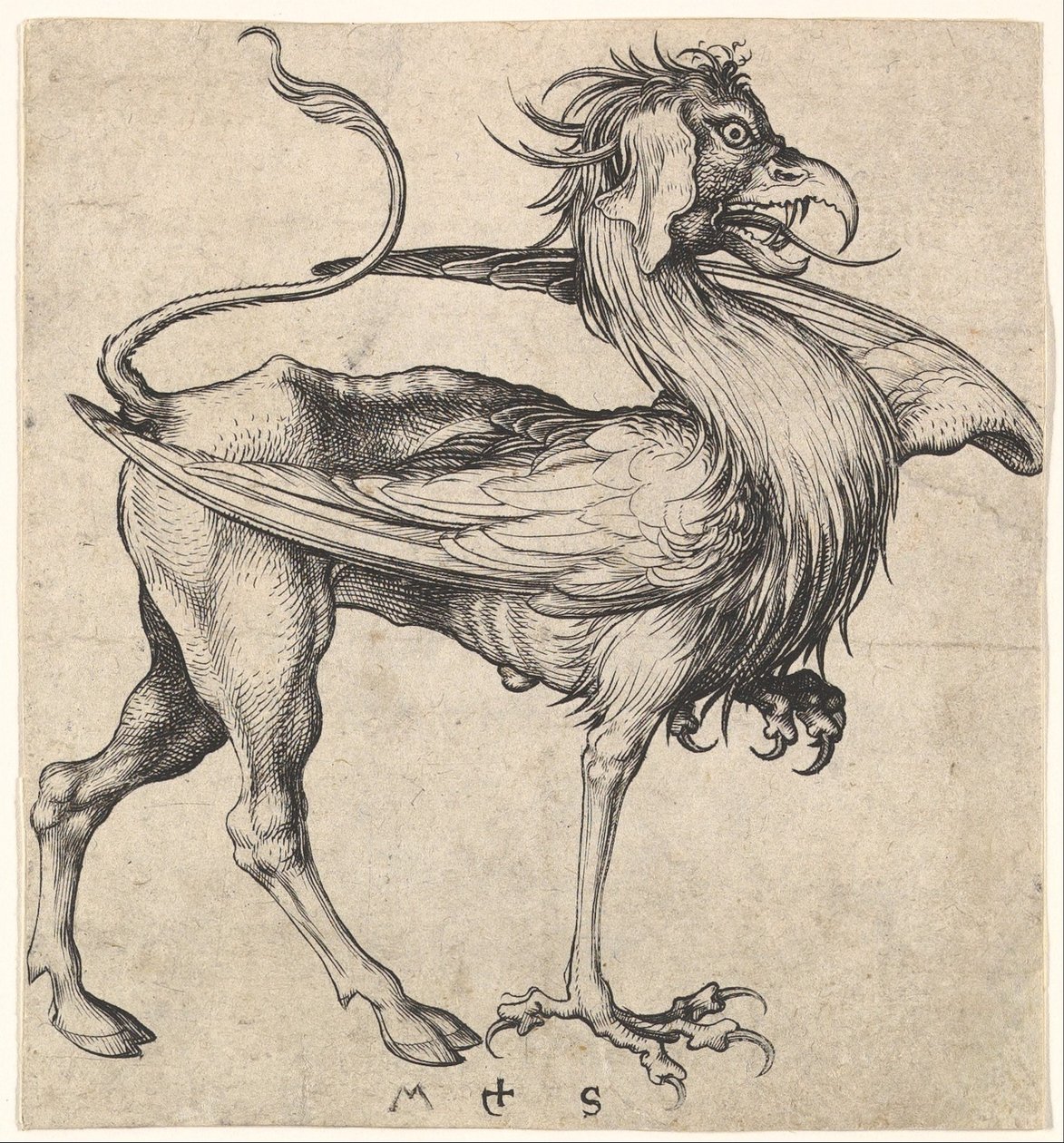 Griffin by Martin Schongauer