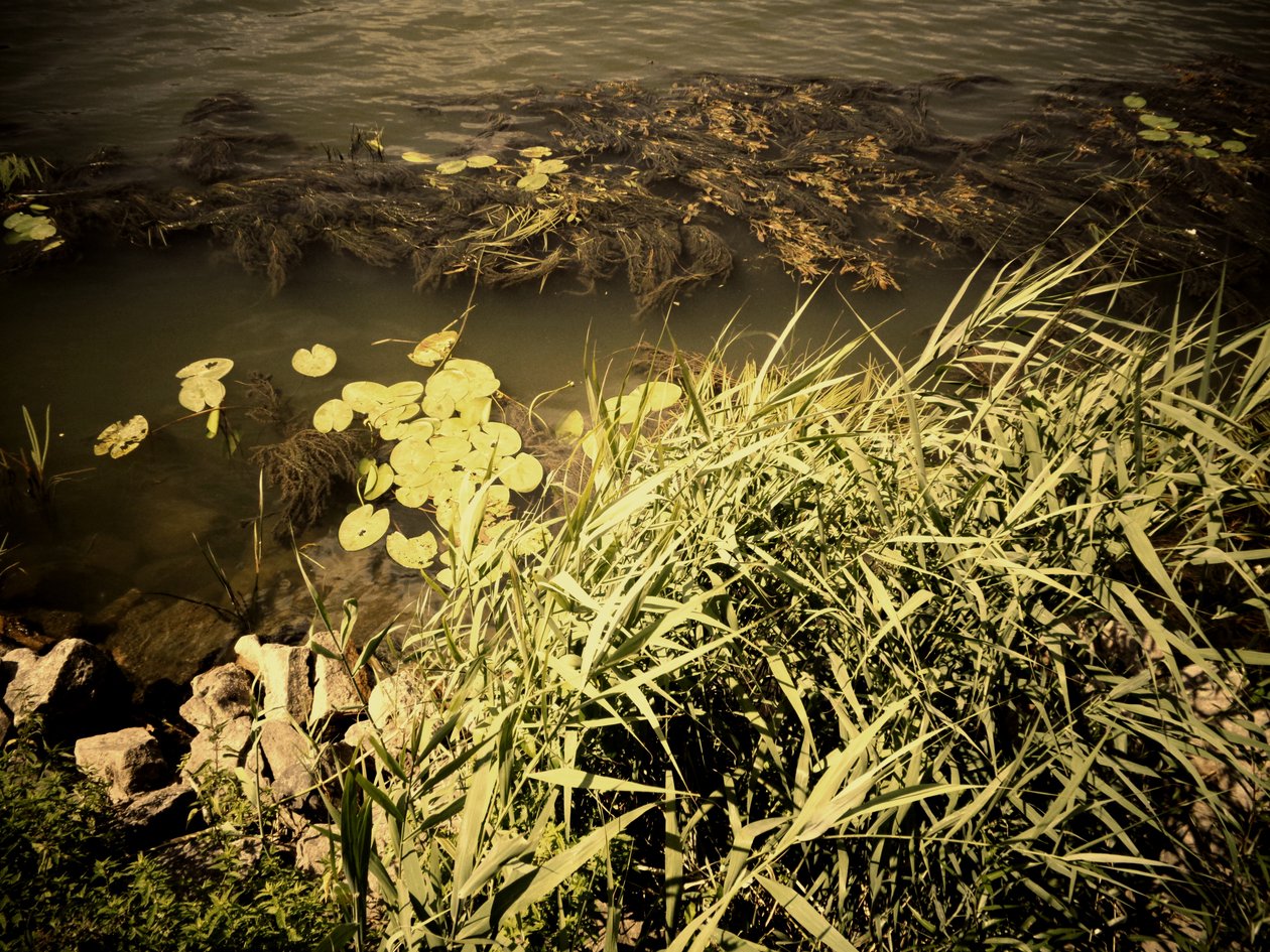 By the River by Martina Konitzky