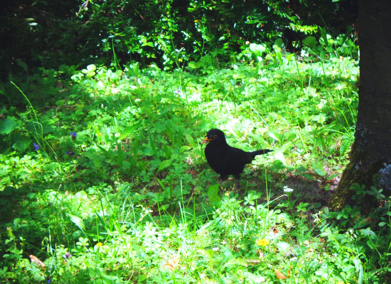 The Blackbird on a Summer Day by Martina Konitzky