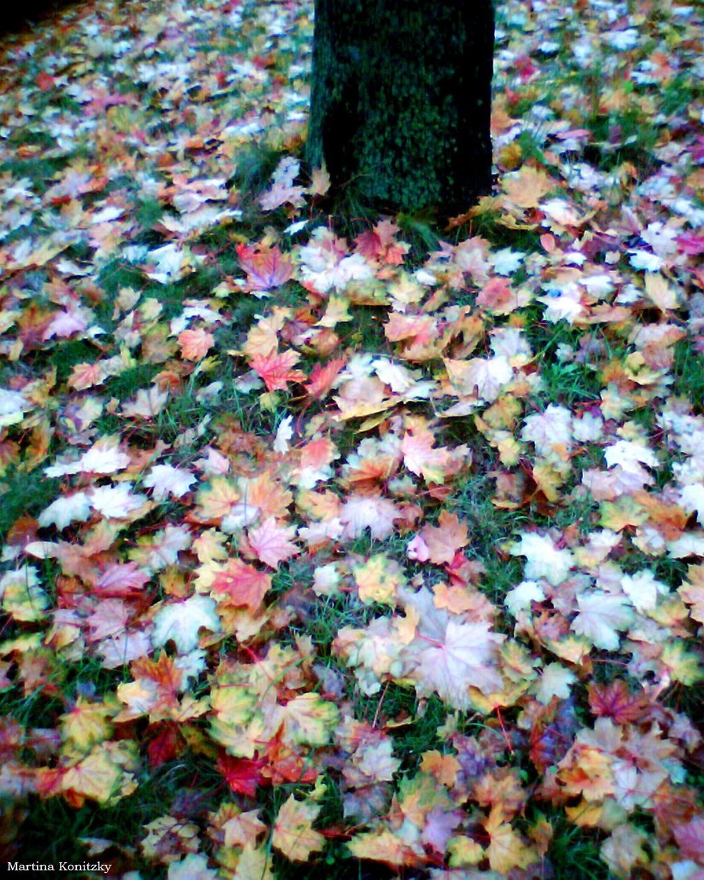 Autumn by Martina Konitzky