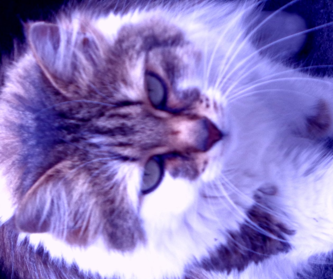 Kitty Purple by Martina Konitzky