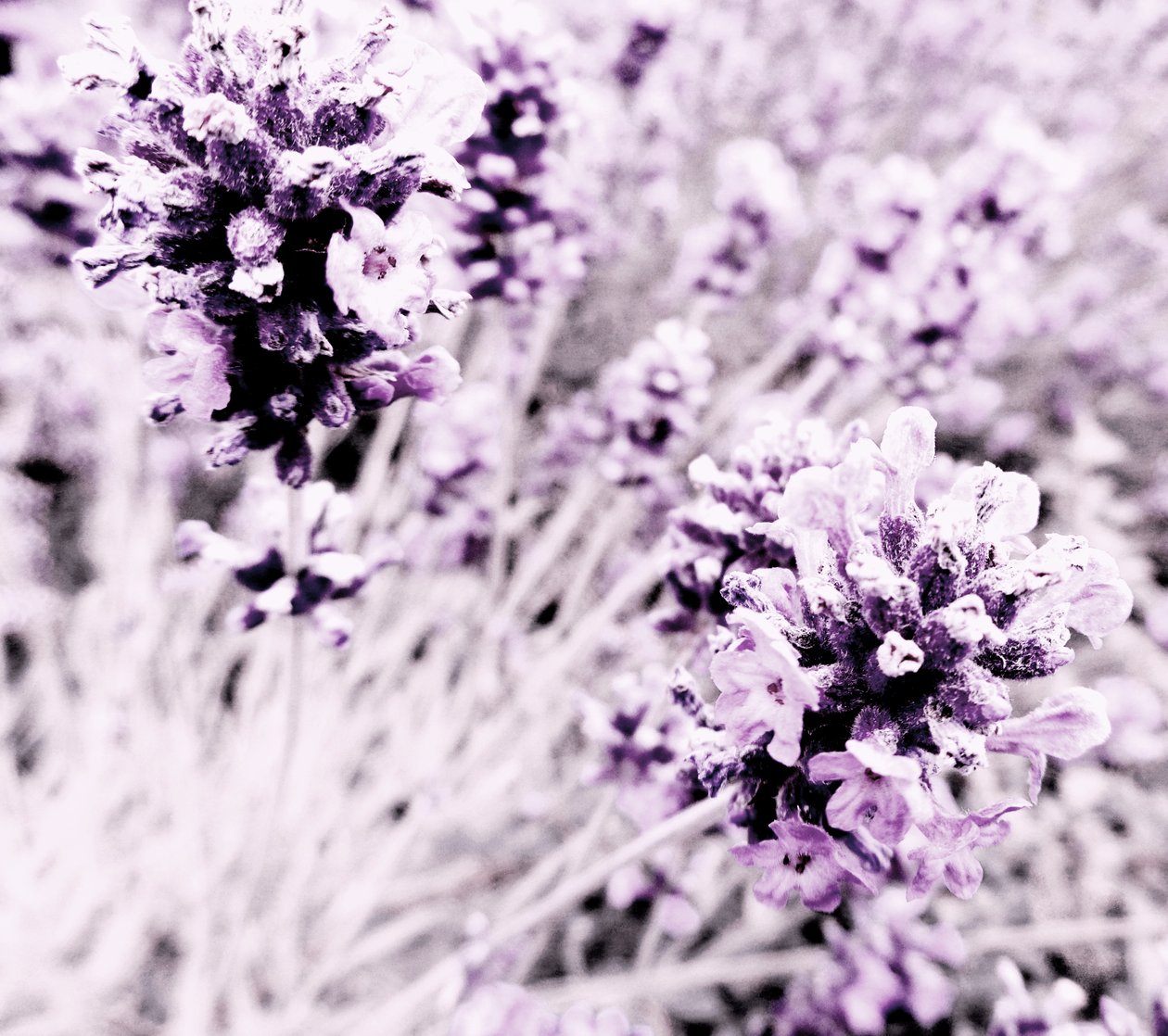 Lavender Purple Silver by Martina Konitzky