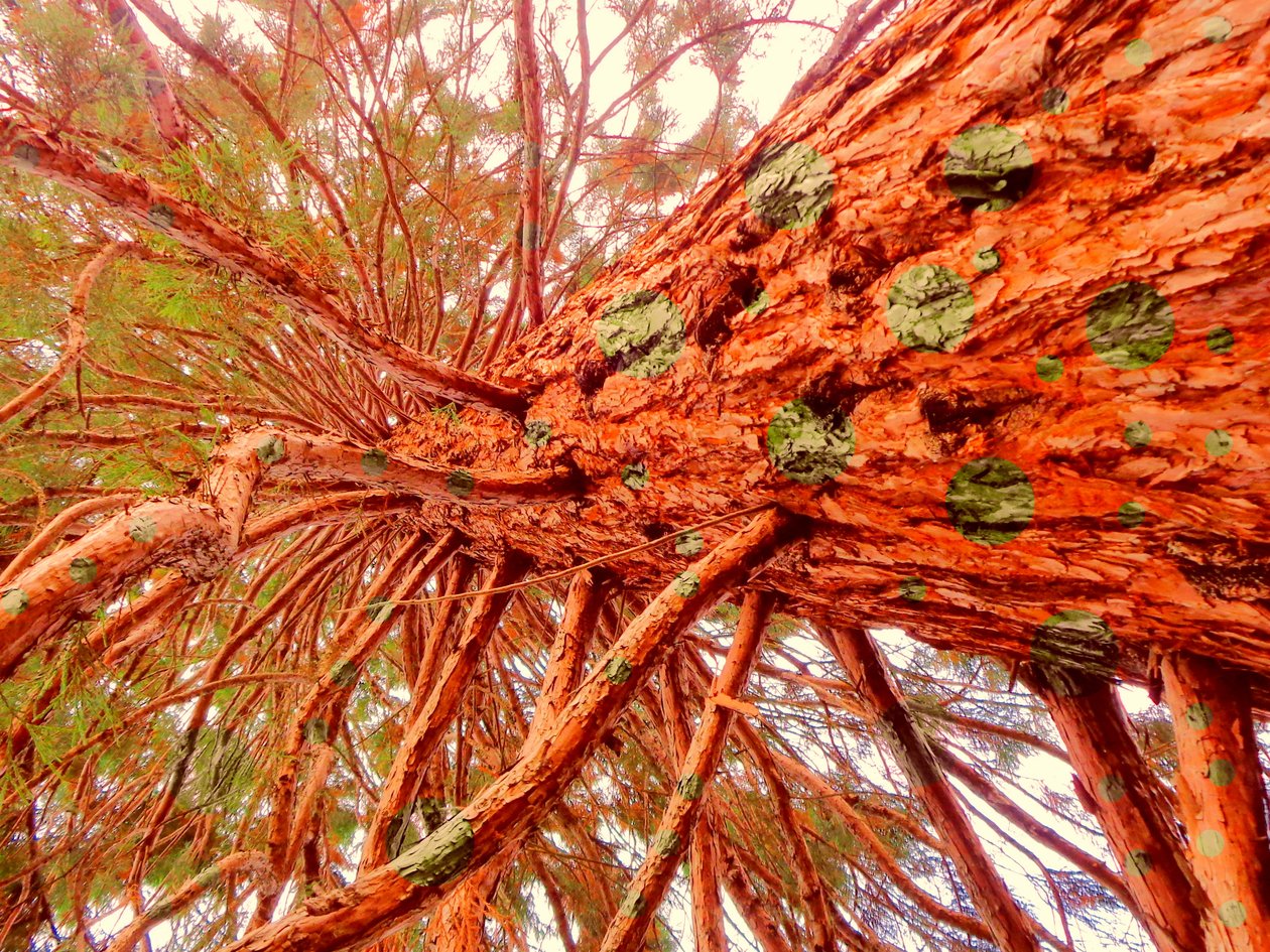 Dotted Sequoia by Martina Konitzky