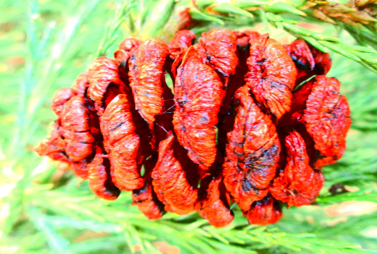 Sequoia Fruit by Martina Konitzky