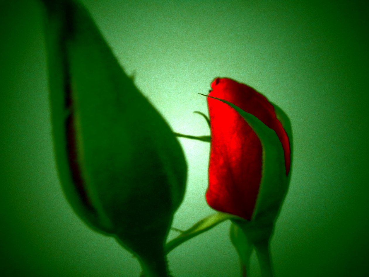 Red Green by Martina Konitzky