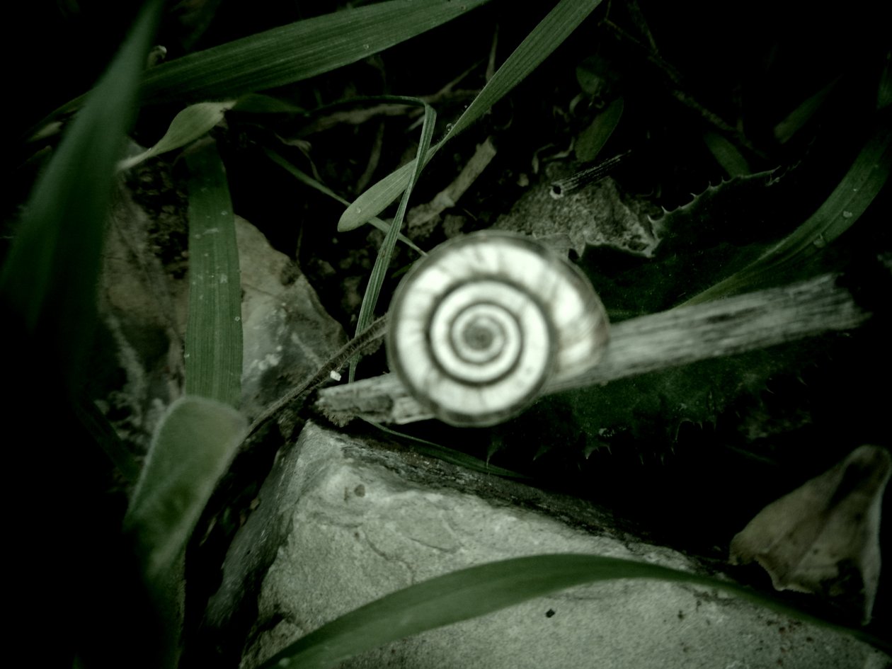 Snail Shell by Martina Konitzky