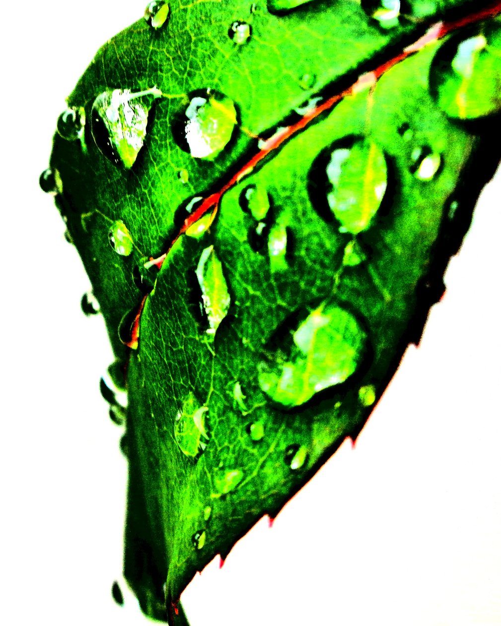 Water Drops Green by Martina Konitzky
