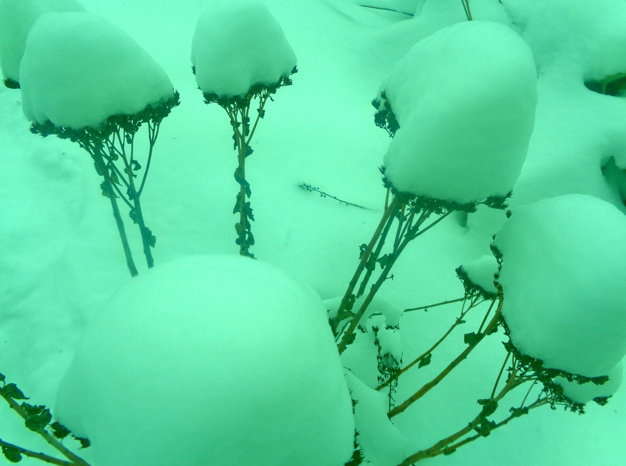 Winter Mint by Martina Konitzky