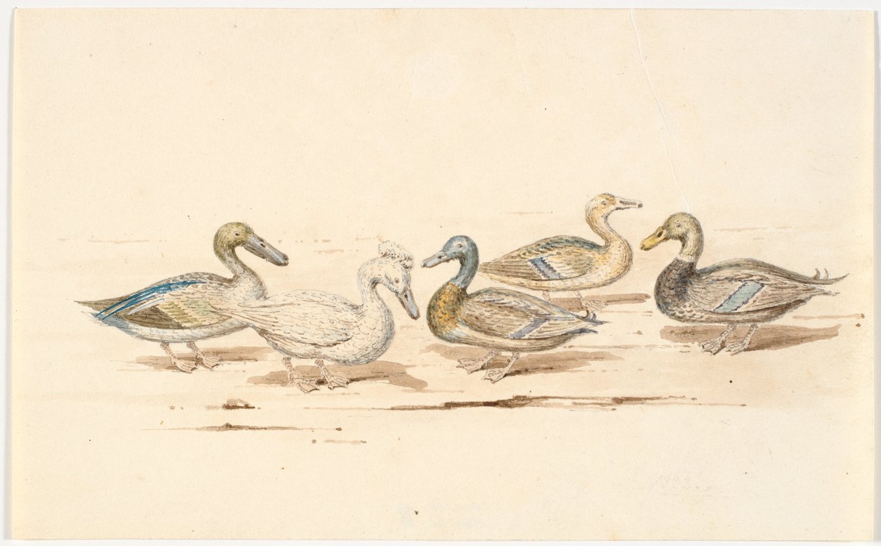 Studies of Various Types of Ducks by Martinus Rørbye