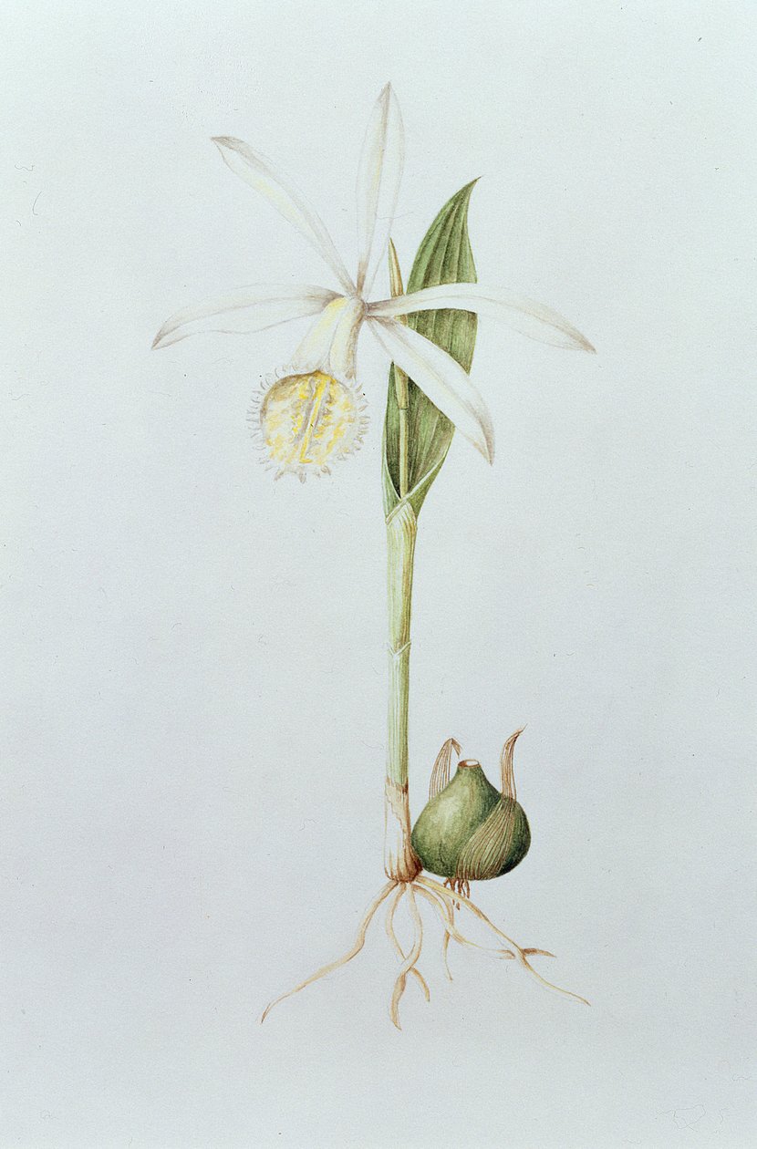 Pleione Formosana Alba by Mary Kenyon Slaney
