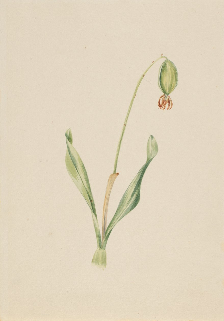 Untitled (Plant Study) by Mary Vaux Walcott