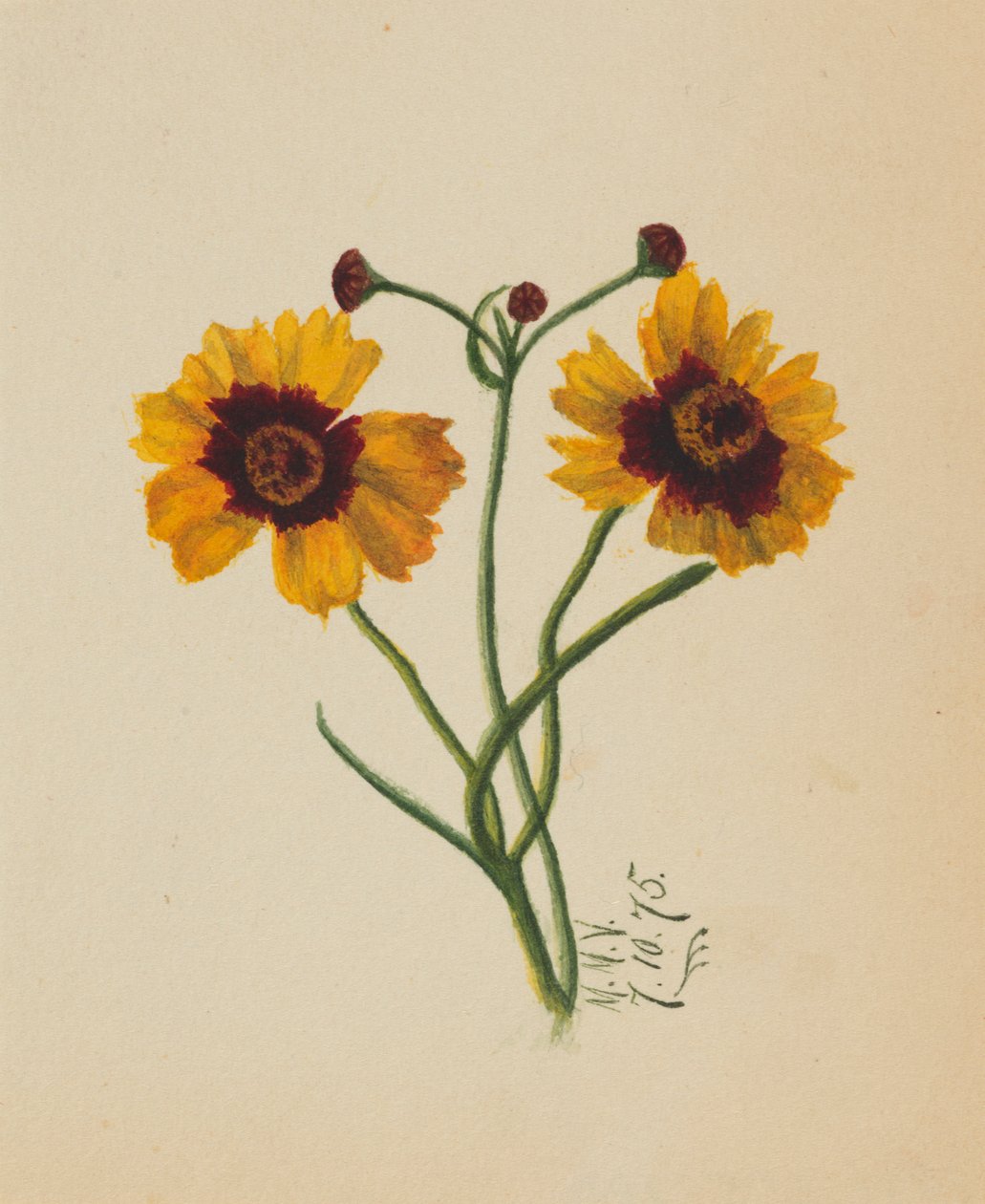 Untitled by Mary Vaux Walcott
