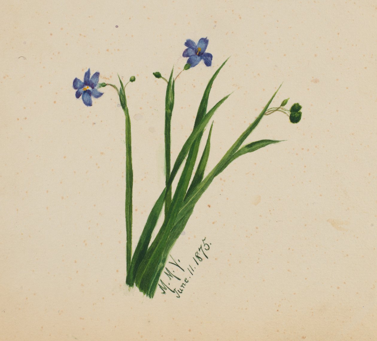 Untitled by Mary Vaux Walcott
