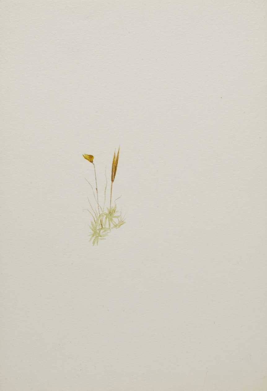 (Untitled) by Mary Vaux Walcott