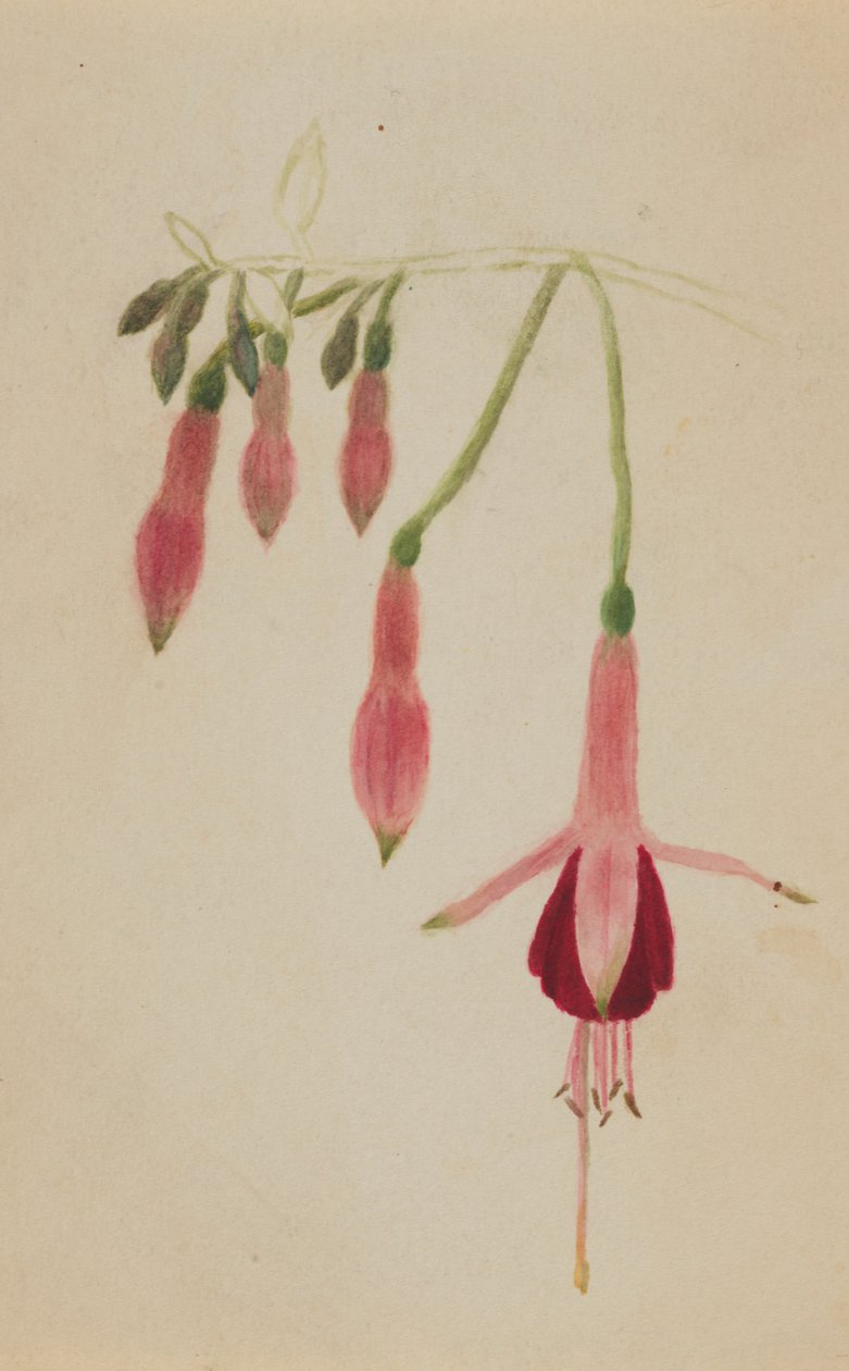 Untitled - Flower Study by Mary Vaux Walcott