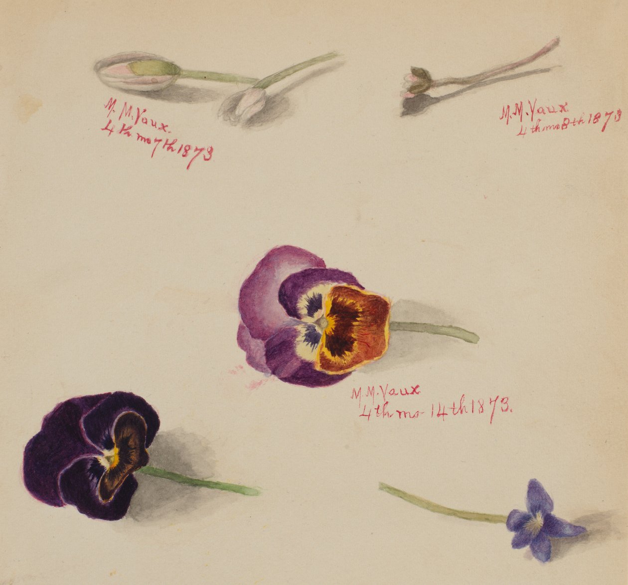 Untitled - Flower Study by Mary Vaux Walcott