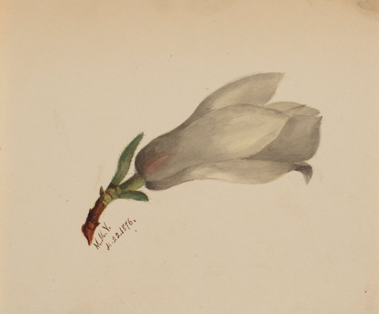 Untitled (Flower Study) by Mary Vaux Walcott