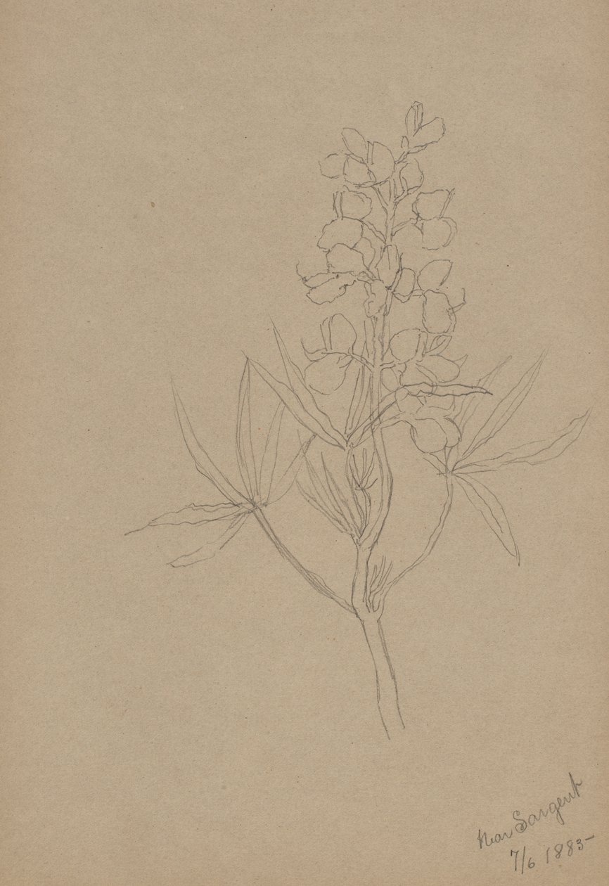 Untitled (Flower Study) by Mary Vaux Walcott
