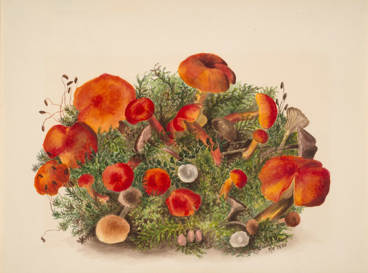 (Untitled - Study of Mushrooms) by Mary Vaux Walcott