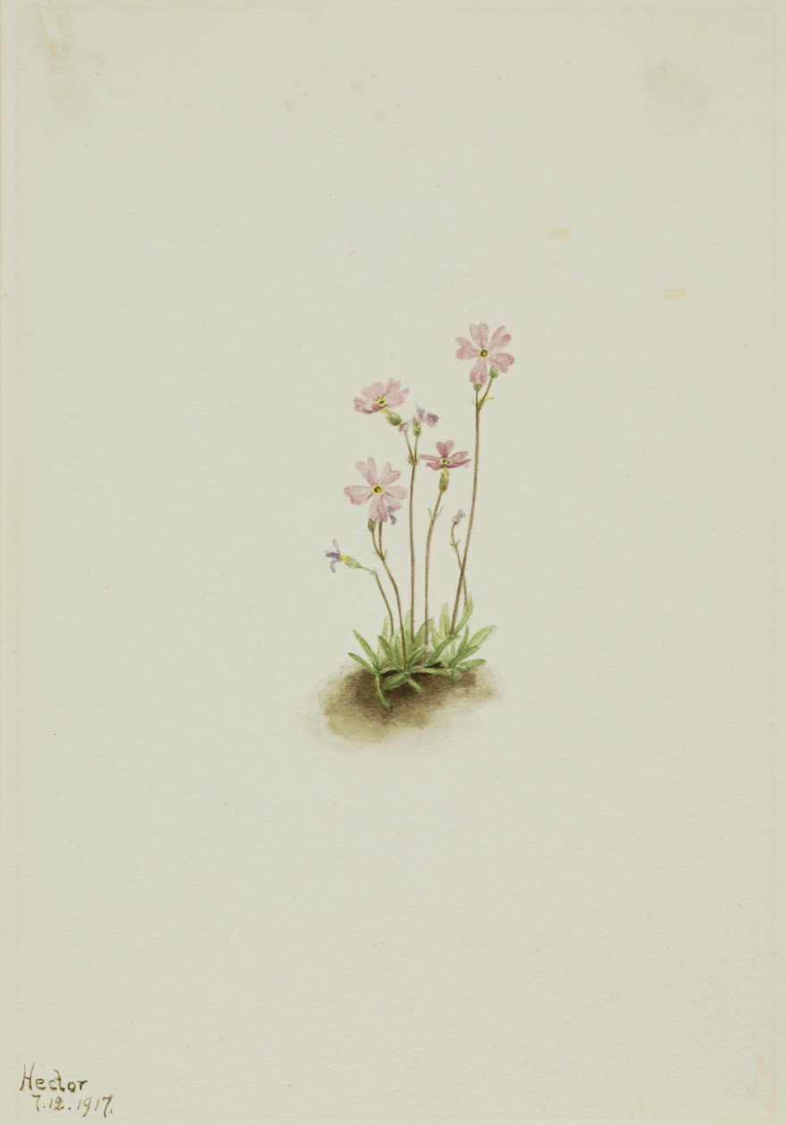 Alberta Primrose Primula maccalliana, 1917 by Mary Vaux Walcott