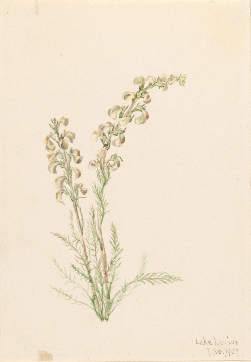 Alpine Fernlife (Pedicularis contorta) by Mary Vaux Walcott