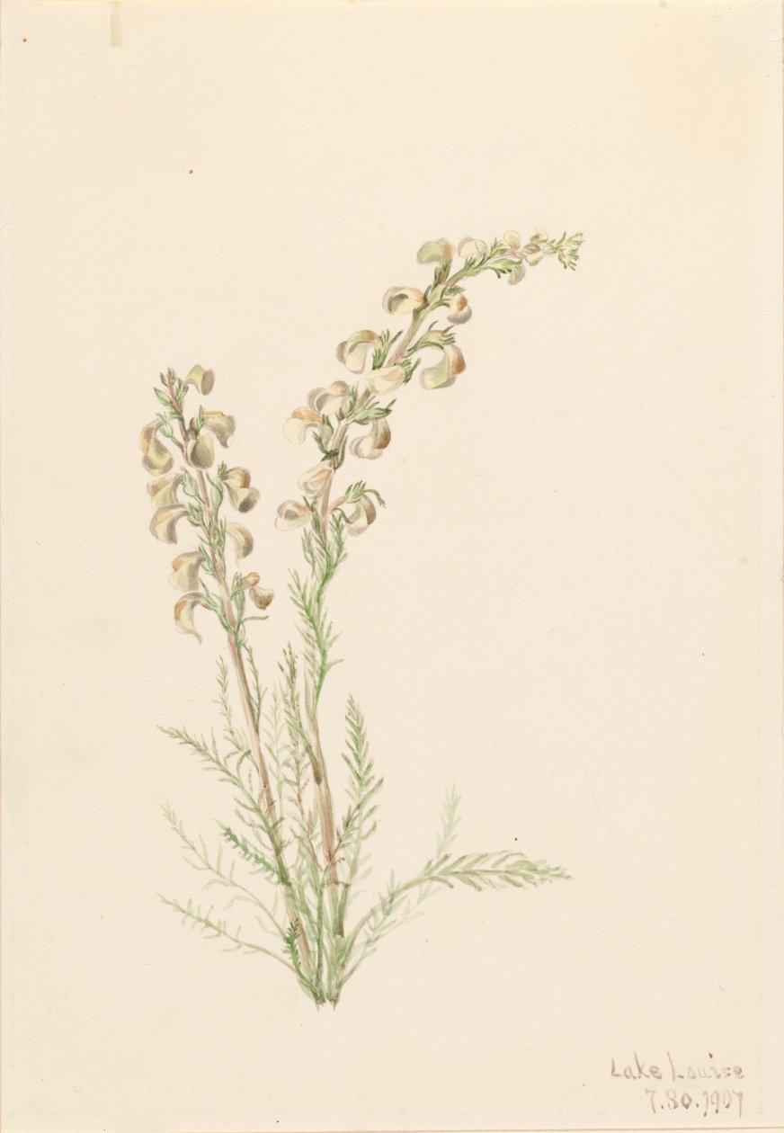 Alpine Fernlife Pedicularis contorta by Mary Vaux Walcott