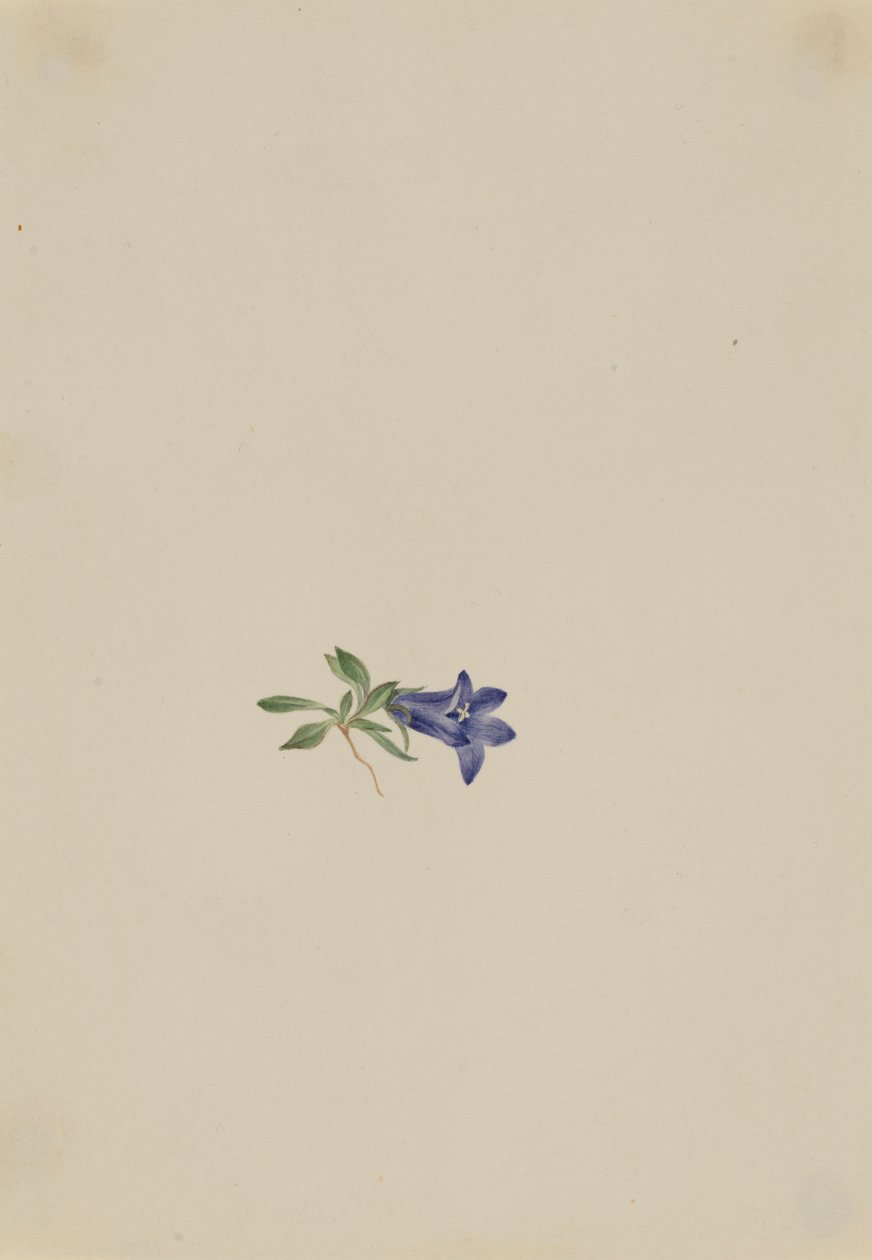 Alpine Harebell by Mary Vaux Walcott