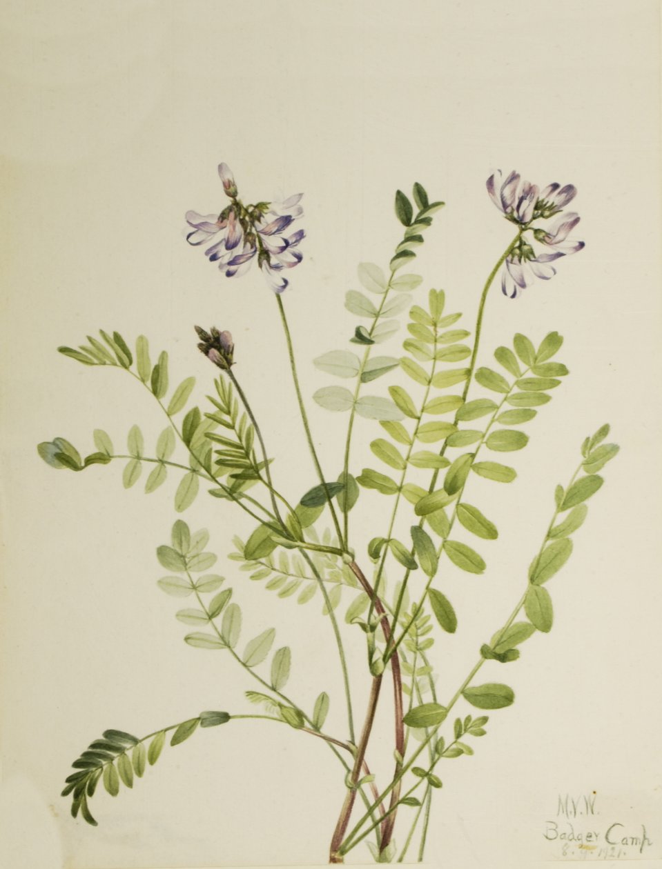 Alpine Milkvetch Astragalus alpinus by Mary Vaux Walcott