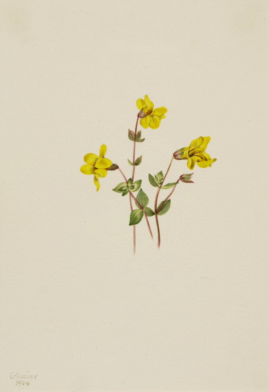 Alpine Monkey Flower Mimulus caespitosus by Mary Vaux Walcott