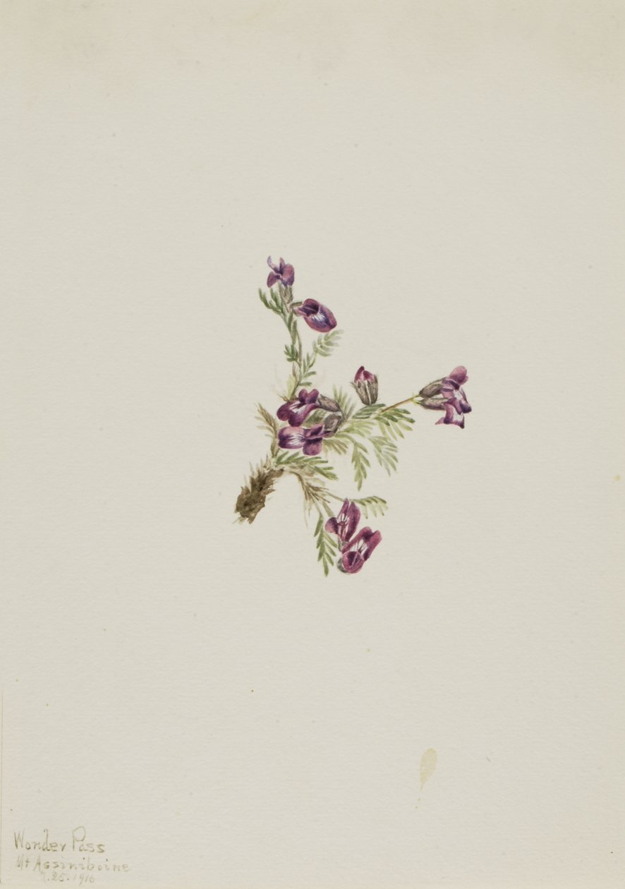 Alpine Pointvetch Oxytropis podocarpa by Mary Vaux Walcott