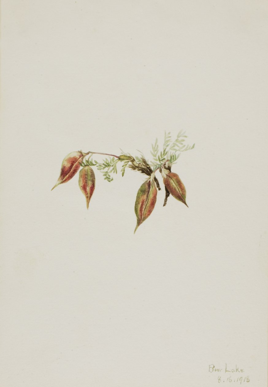 Alpine Pointvetch Oxytropis podocarpa, 1918 by Mary Vaux Walcott