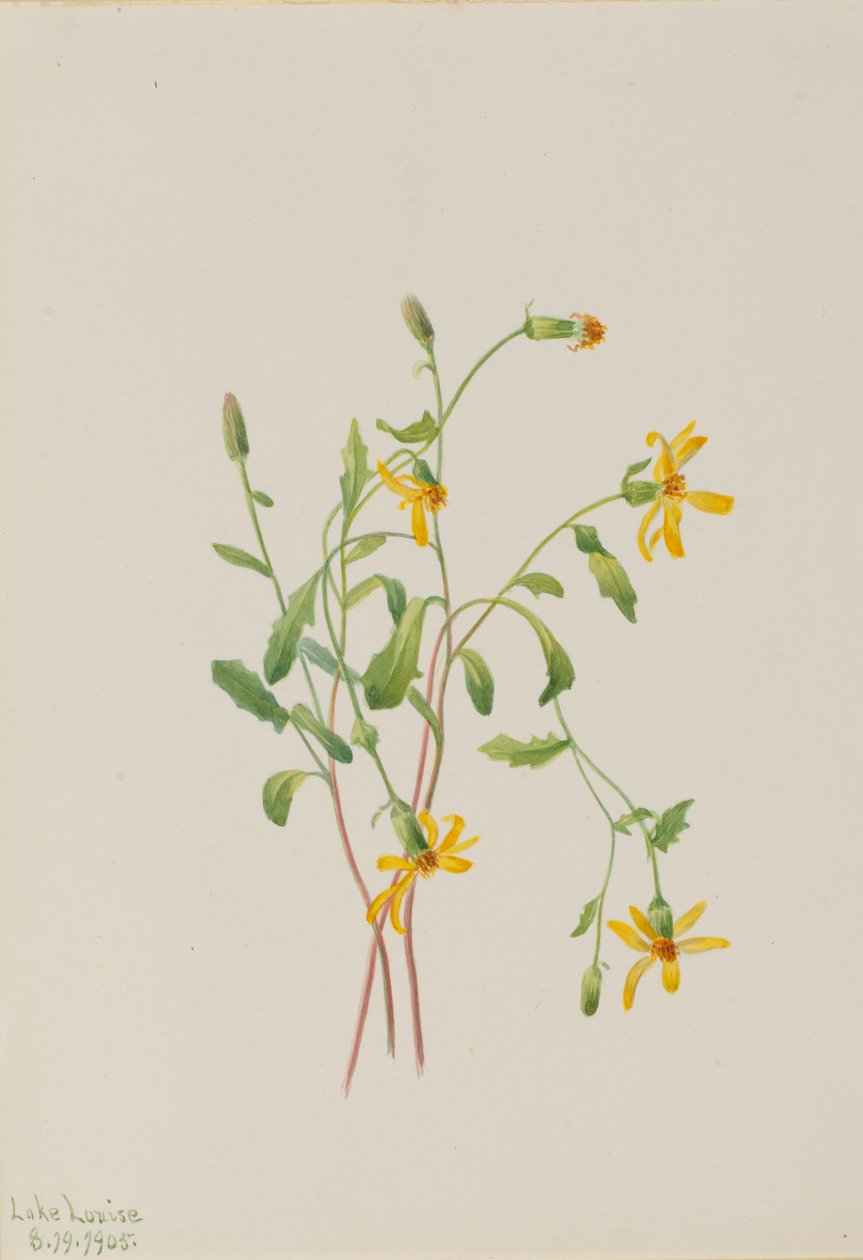 Alpine Ragwort by Mary Vaux Walcott