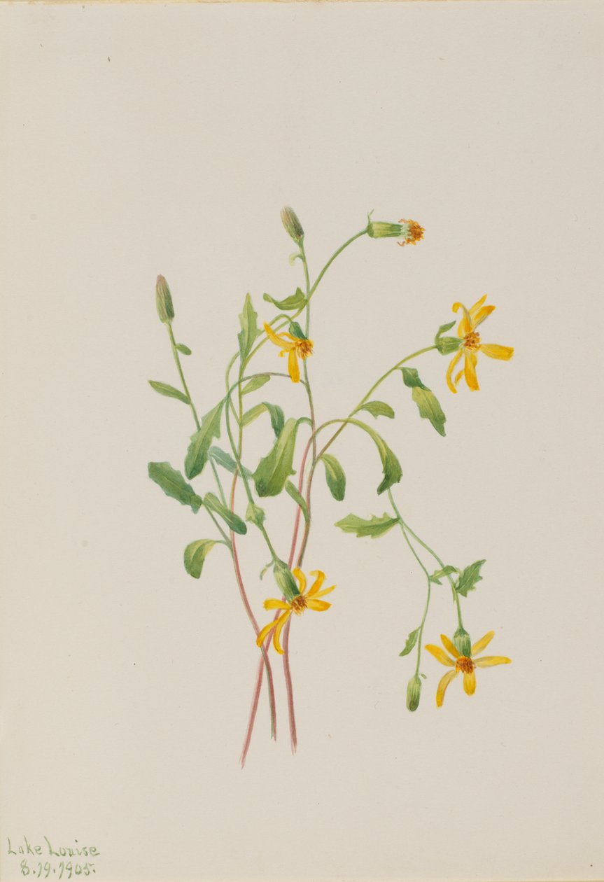 Alpine Ragwort Senecio species by Mary Vaux Walcott