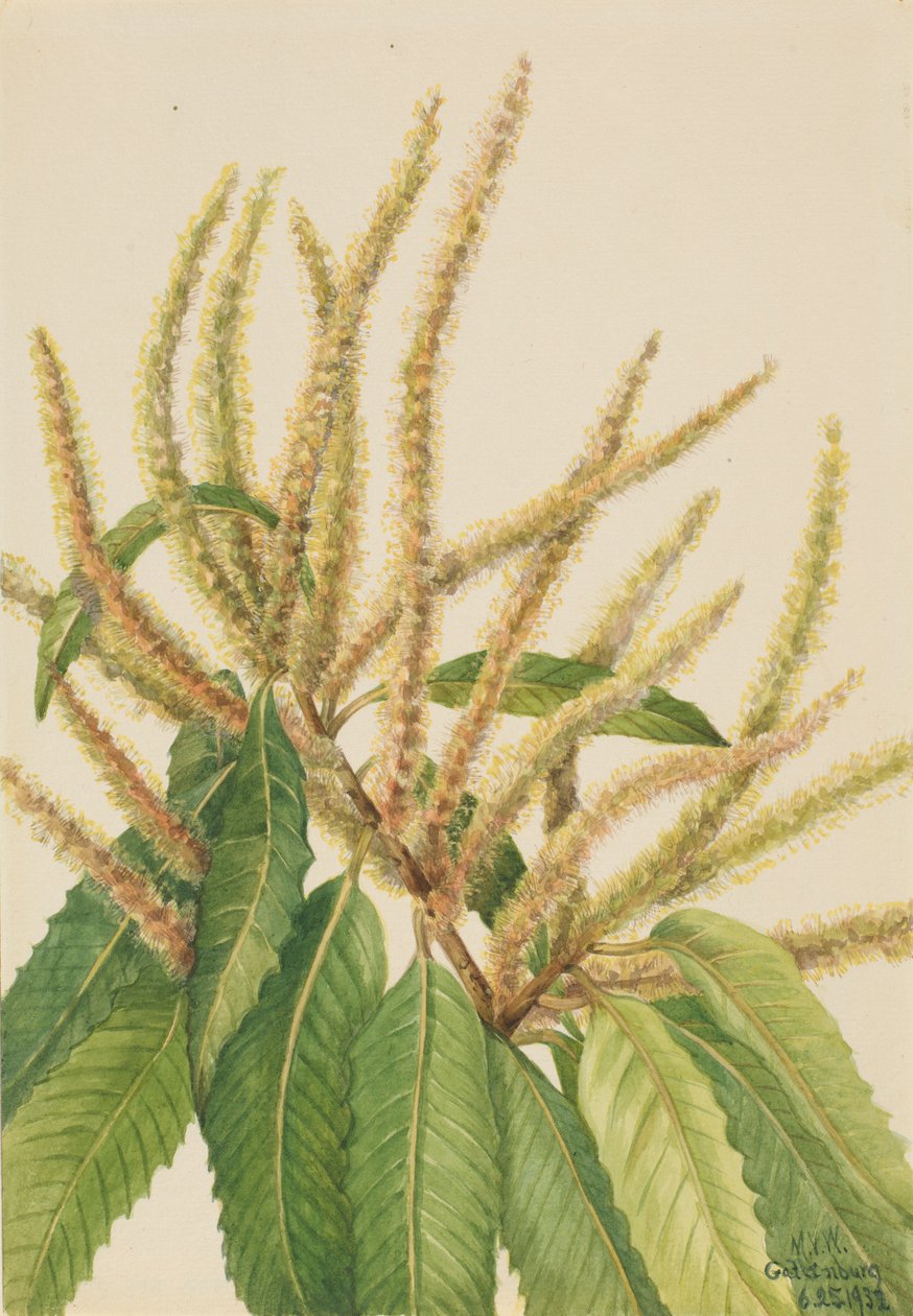 American Chestnut by Mary Vaux Walcott