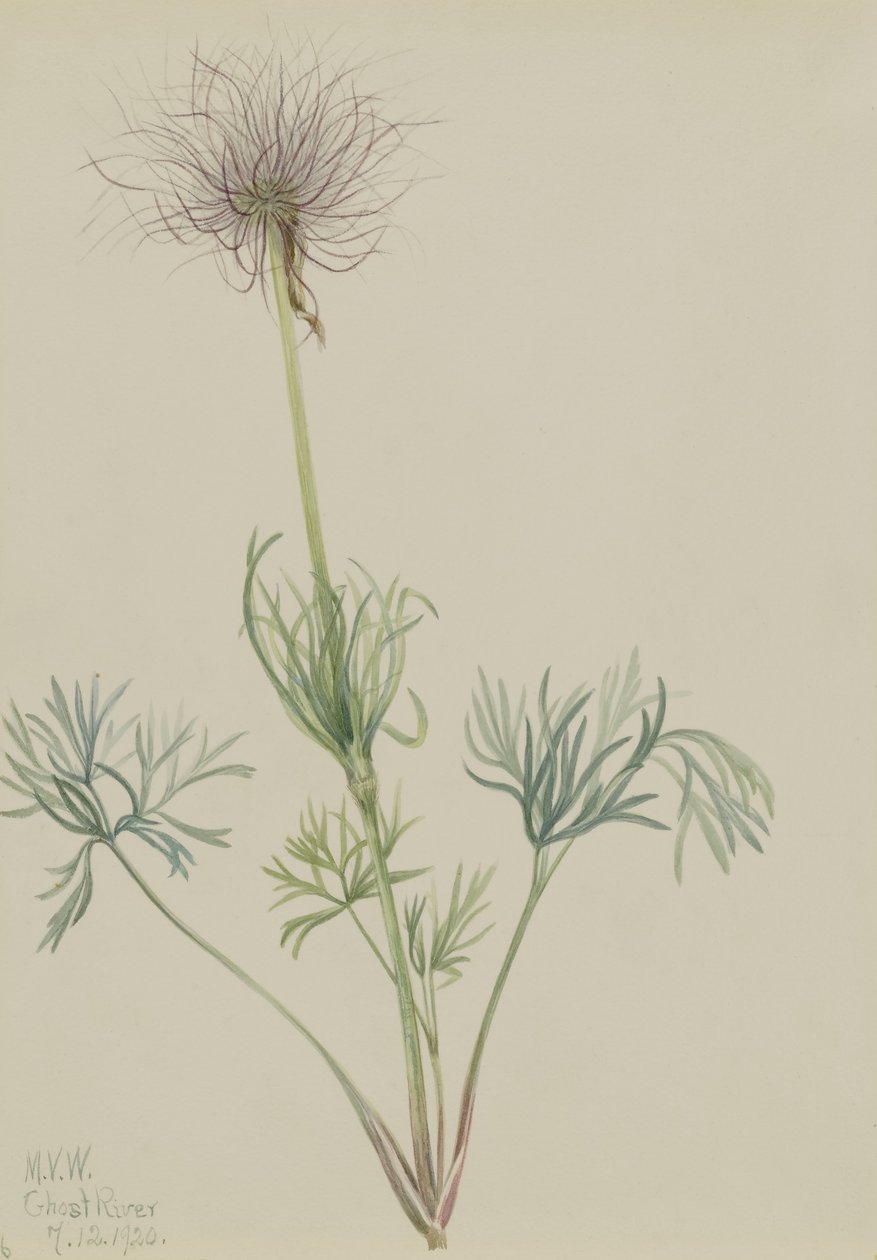 American Pasqueflower by Mary Vaux Walcott