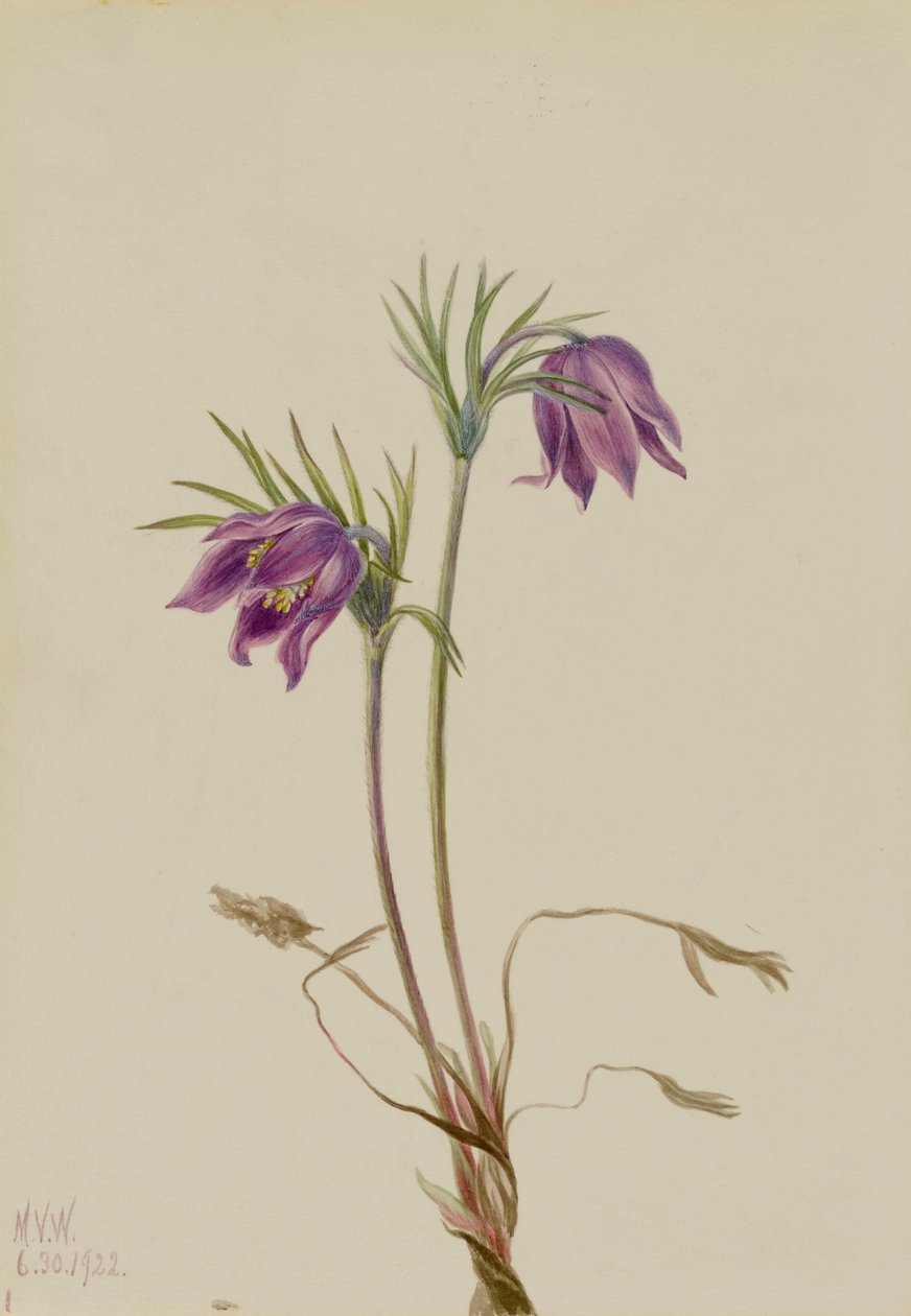 American Pasqueflower Pulsatilla ludoviciana by Mary Vaux Walcott